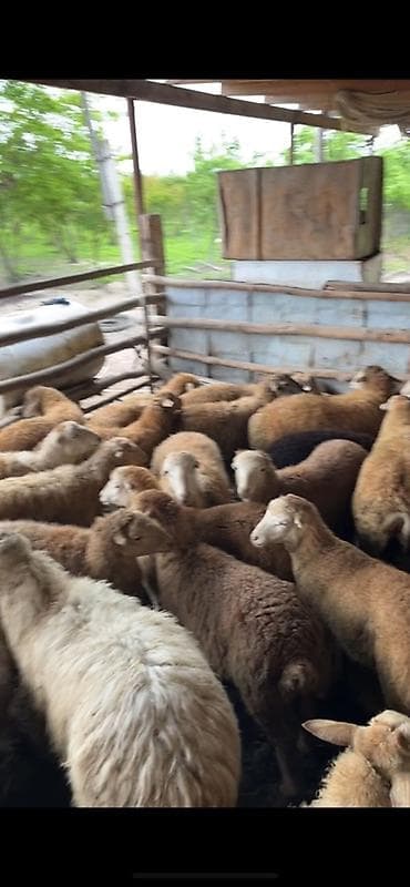 qoyun qoç: Təcili satilir 38 heyvandi son qiymətdi unvan baki — 4