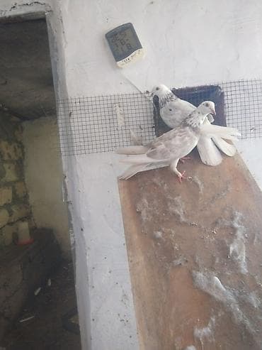 tisbaga sekli: Kom şekilde sahiblendirilir — 2
