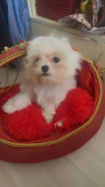 отдам в добрые руки щенка баку 2020: Malta bolonka, 4 ay — 2