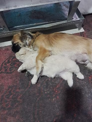 Gəmiricilər: Pekines, 2 ay, Dişi, Peyvəndli, Pulsuz çatdırılma — 6