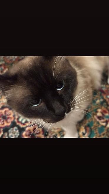 Gəmiricilər: Cütləşmə üçün — 1