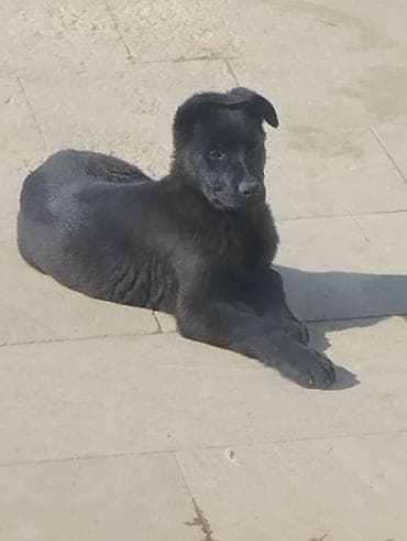 Qara rəngli balaca it – aktiv, mehriban və oynaq dost axtaranlar üçün lalafo.az -da Qara rəngli balaca it – aktiv, mehriban və oynaq dost axtaranlar üçün