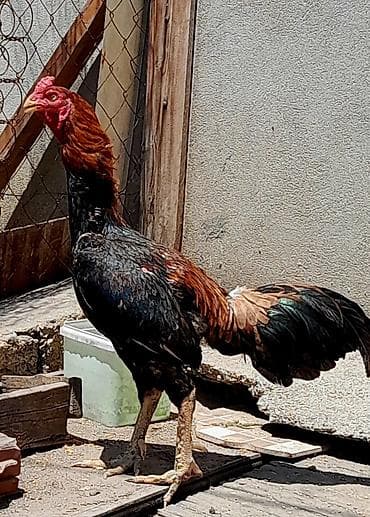 papuqay type 1: Heyratı xoruz satılır. Cinsi brazil, 1 yaş 6 aylıqdır. Bala almışam — 3