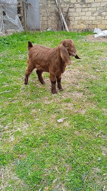 Pişiklər: Salam heleb erkeydir riyal alicilar zeng vursun — 1