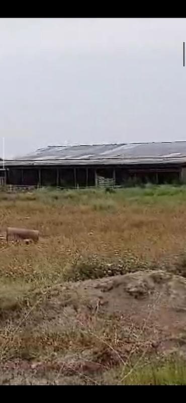 Metal fermalar: Ferma və təsərrüfat kompleksi - Heyvandarlıq üçün tikililər: uzun — 2