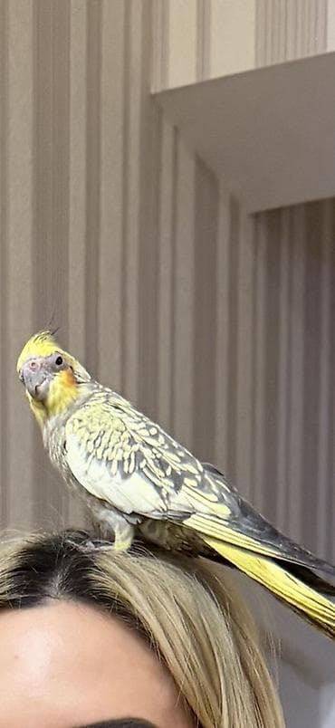 Qəfəslər: Nimfa (Cockatiel) cütü və qəfəs dəsti Məhsulun təsviri: - İki ədəd — 6