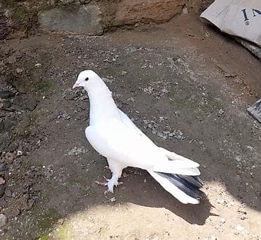 qara baş quşlar: 15 tuk erkey tutulmadi — 6