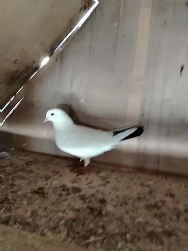 Salam qaraquyruq maya satilir qizgin mayadir qiymet 20manat unvan lalafo.az -da Salam qaraquyruq maya satilir qizgin mayadir qiymet 20manat unvan