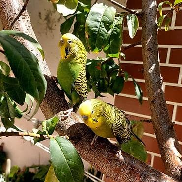 Tutuquşları: 🦜 Erkək və Dişi Cüt Dalğalı Tutuquşuları 🦜 Həyətdə belə uçub — 6