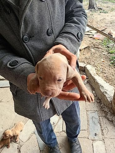 ov tiri satilir: Pitbul, 1 ay, Dişi, Peyvəndli, Ünvandan götürmə — 3
