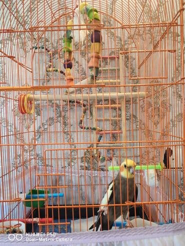 Quşlar: Danışan Korella Qəfəs və aksesuarlarla bir yerdə satılır. Mahnılar — 2