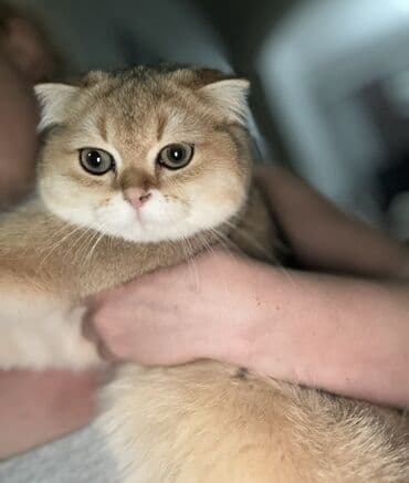 Qızıl şinşilla, Erkək, Cütləşmə üçün lalafo.az -da Qızıl şinşilla, Erkək, Cütləşmə üçün