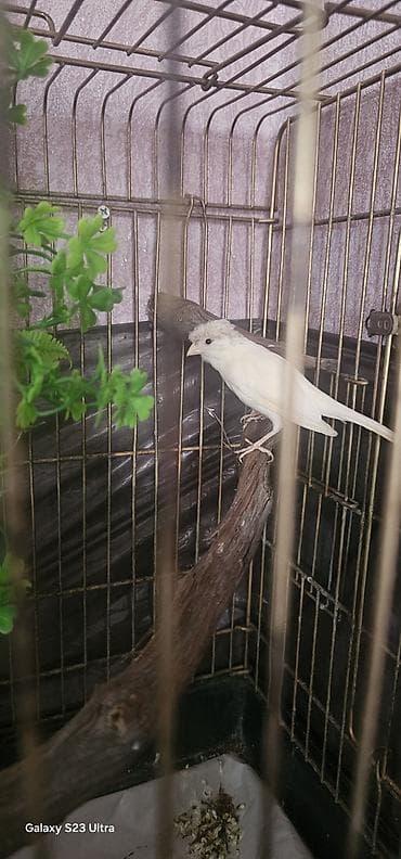 satılan itler: Ağ rengde bül bül satılır qəfəslə bir yerde 70 m endirim olunacağ — 3