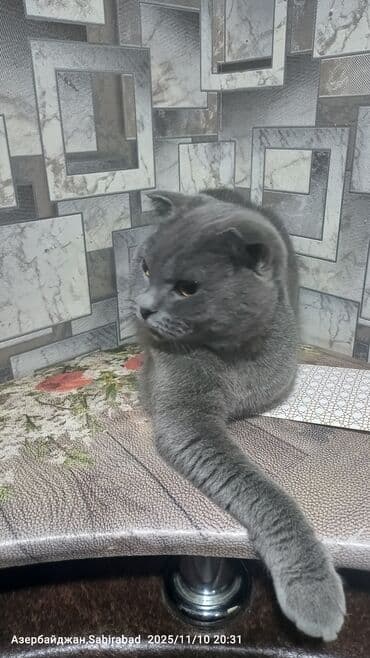 pişik dırnaq: Şotland — 1