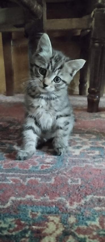 1 azn pişik: 2 ayliq bala pisik sahiplendirilir,ev şəraitində saxlanilib, süddən — 1