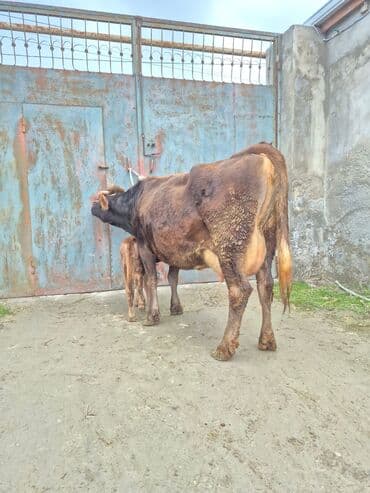 inək cinsləri: 5 gündü doğub 13 litir bulama verir 4 qarına doğub balası dişdi — 5