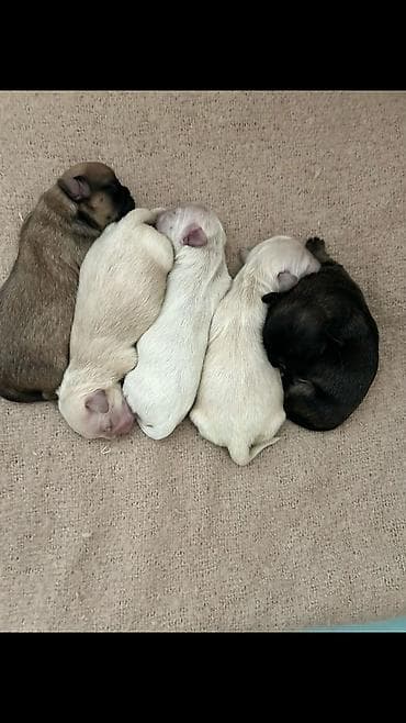 ucuz it: Salam ay sonu satışa çıxacaq möhtəşəm pekines balaları dı beh üçün — 4