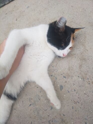 Другие животные: В добрые руки — 4