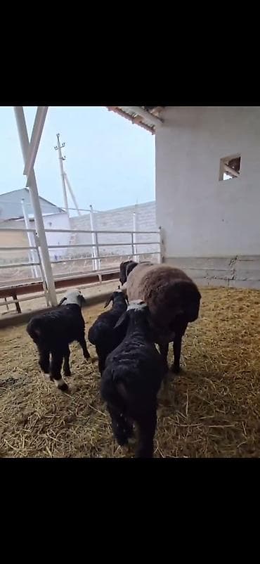 cins atlar: Uc balali qoyun ikinci dafa dogub balalardan biri erkək ikisi disidi — 3