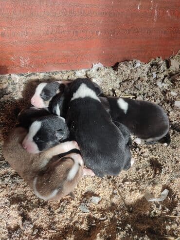 azerbaycanda it adlari: Xaski, Erkek — 5