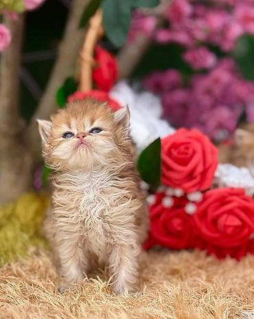 it adlari disi: Cins pişik balası – uzun tüklü, qızılı-şabalıdı rəng palitrası, yumşaq — 5