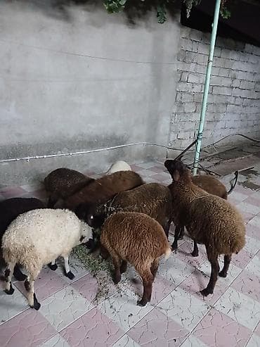 erkək quzular: 9 baş tam sağlam quzular satılır erkeydə var dişidə var qiymətlər — 4