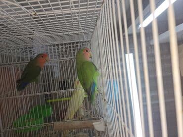 Quşlar: Məhsul: Dalmatinka/agapornis (lovebird) papuqayları – müxtəlif rəng — 6