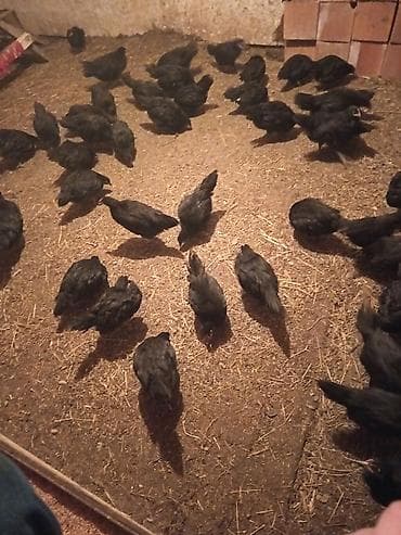 evren cuce yemi: Toyuq cücələri, Damazlıq — 2