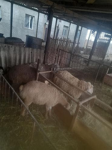 Птицы: Qoyun və quzu sürüsü - Növlər: müxtəlif rəngli yerli ətlik-yunlu — 1