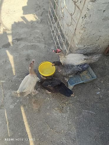 Musk ördəkləri (hind ördəyi) – 4 baş • Cins: Muscovy/hind ördəyi •