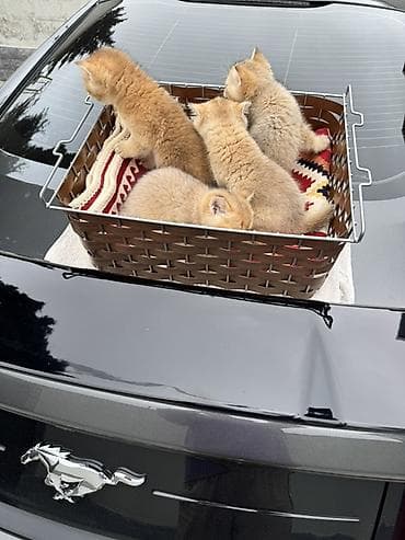 menks cinsi pisik: Britan — 4