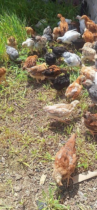 cuceleri: Toyuq cücələri, Damazlıq — 10