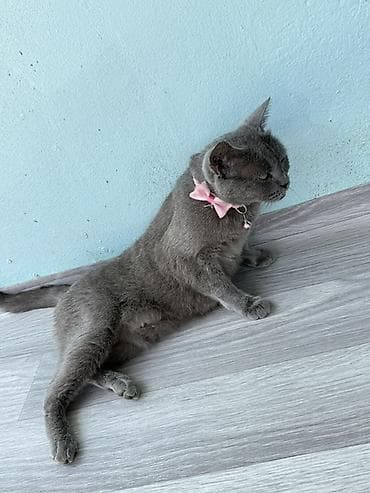 it qiz adlari: Boz britan pisiyi cinsi dişi pulnan satmiram sadece baxmaga imkan — 1