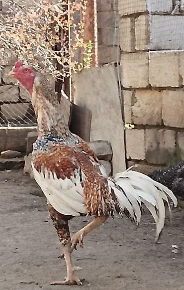 Mayalı Heyratı Pileymut yumurtaları satılır isdeyen vacapdada elaqe