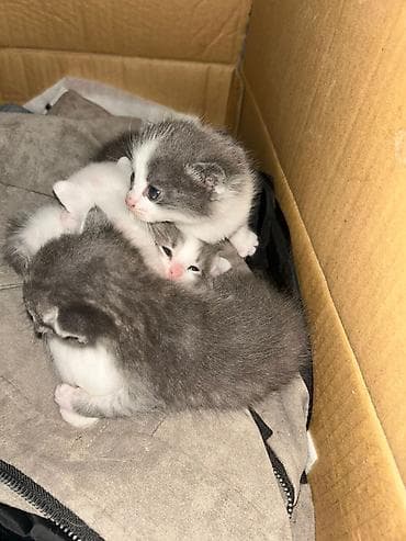 pişik paltarı: Yaxşı əllərə — 1