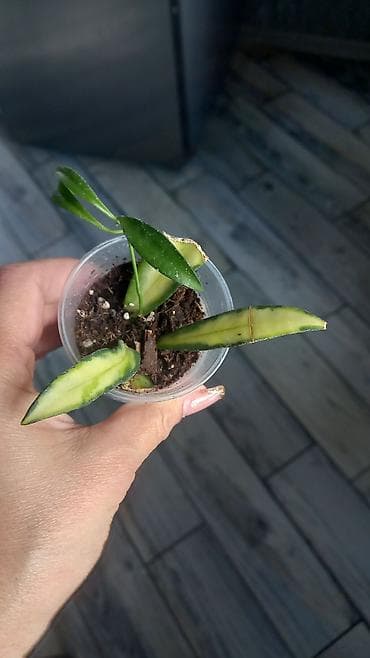 ev gülleri ve adlari: Otaq bitkiləri seti – müxtəlif nadir sortların şlam və balaca — 3