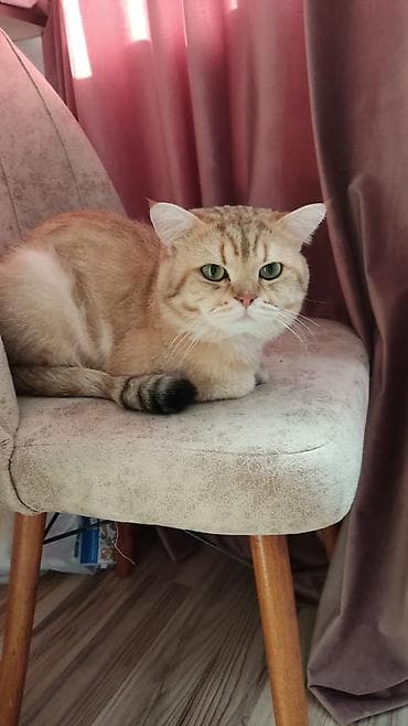 heyvanlar: Qızıl şinşilla, Erkək, Cütləşmə üçün — 4