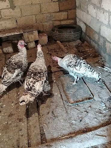 quş papuqay: Hindular – 3 baş - Növ: evdə bəslənən hind quşları (hinduşka) - Say — 1