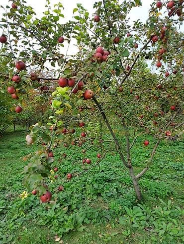 daşınmaz əmlakın satışı: 50 sot, Tikinti, Mülkiyyətçi — 3