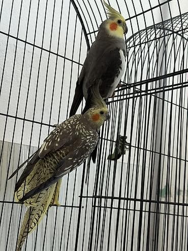 bildircin satisi: Satılan məhsul iki ədəd nimfa papuqayıdır (cockatiel). Quşların biri — 2
