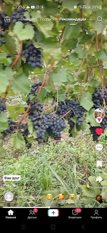 Məhsul: Təzə üzüm (qara və qırmızı sortlar) Təsvir: - Bağdan