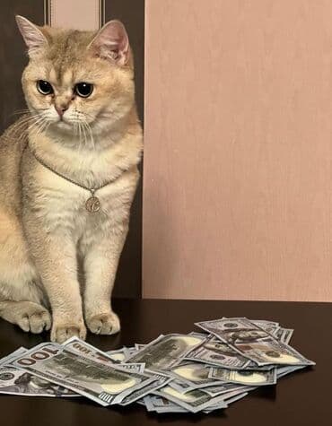 cütleşdirme: Золотая шиншилла, Самец, Для вязки, Бесплатная доставка, Платная доставка, Доставка в районы — 4