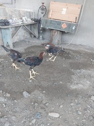 heyvan daşıma çantası: Toyuq cücələri, Damazlıq — 2