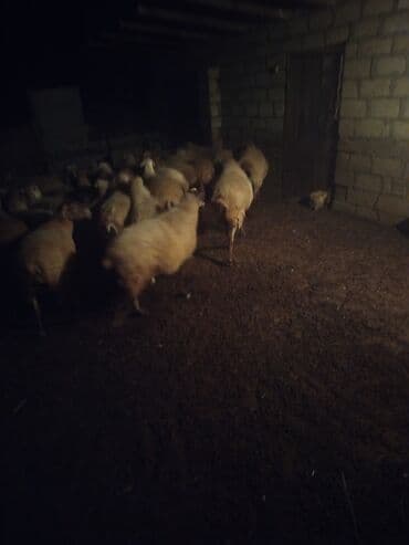 erkey quzu: 58qoyun 18 dogub 8 10 kilolug quzları var altında super 22dene togldu — 7