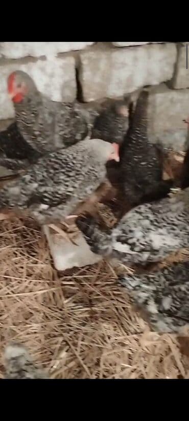 Kabrolar: Xarkovlar 140 günlük, Maştağa Əsl damazlıq 1 günlük hər növ cücə — 3