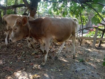 sudluk inekler satışı: Super yeyimgil danalardı — 10