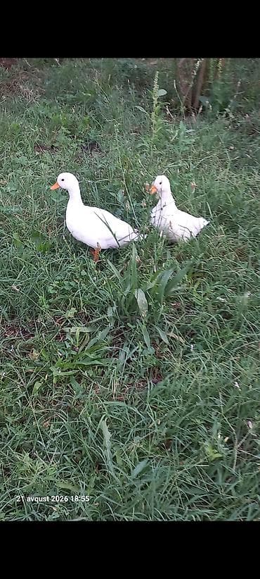 zoo mağaza sumqayıt: Kalduk ördək cavan damazlıq cutu 80m Bart er yoxdu çatdırmaq olar — 6