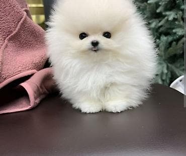 it bazari 2019: Şpitz, 2 ay, Sənədli — 1