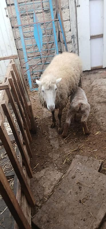 Qoyunlar tam sağlam və yeyimcil heyvanlardı. ana bala 520 AZN tək