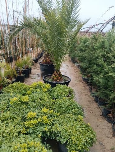 lipa ağacı: Gul cicek agaclarin satisi torf gubresi satilir 300den yuxari alana — 15